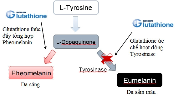 Hazel - thương hiệu sản phẩm chăm sóc da tự nhiên từ glutathione dâu tằm và cam thảo - 3