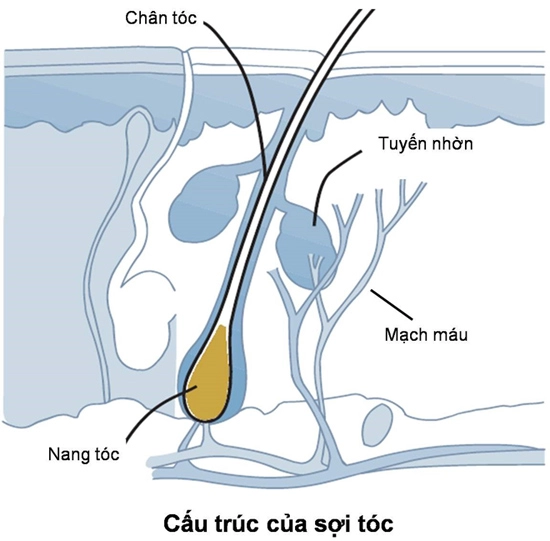 Phải làm sao khi đối mặt với tóc rụng - thưa - yếu - 1