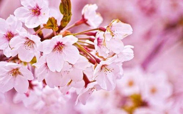 10 loài hoa đẹp nhất thế giới loài thứ 6 ở việt nam mọc đầy nhà nào cũng có - 1