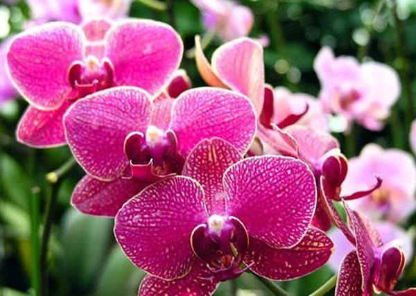 10 loài hoa đẹp nhất thế giới loài thứ 6 ở việt nam mọc đầy nhà nào cũng có - 3