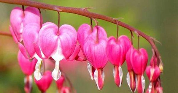 10 loài hoa đẹp nhất thế giới loài thứ 6 ở việt nam mọc đầy nhà nào cũng có - 5