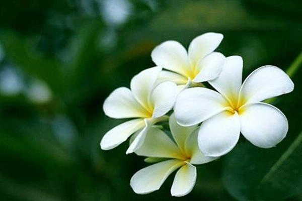 10 loài hoa đẹp nhất thế giới loài thứ 6 ở việt nam mọc đầy nhà nào cũng có - 6