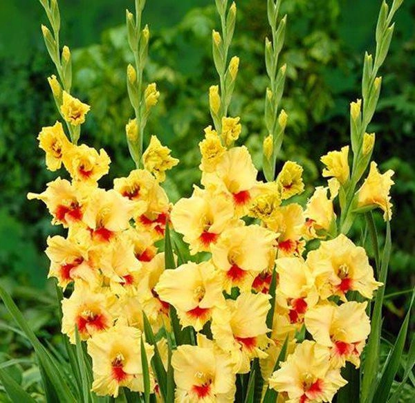 10 loài hoa đẹp nhất thế giới loài thứ 6 ở việt nam mọc đầy nhà nào cũng có - 9