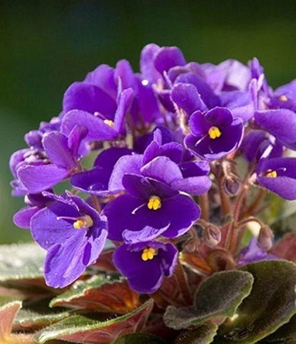 10 loài hoa đẹp nhất thế giới loài thứ 6 ở việt nam mọc đầy nhà nào cũng có - 10