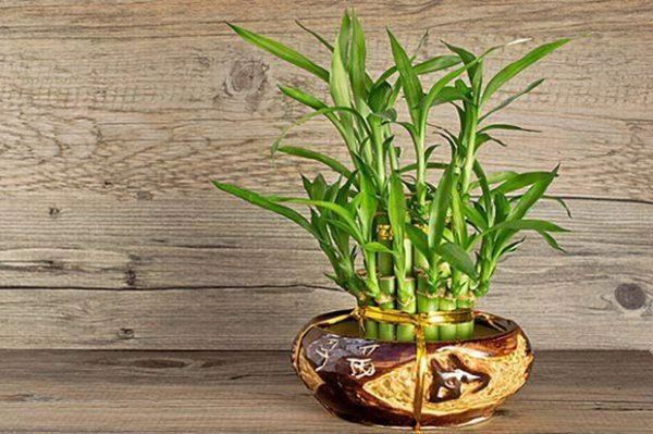 4 loại cây nghe tên đã thấy giàu đặt bàn thờ gọi tài lộc gấp 10 lần - 4