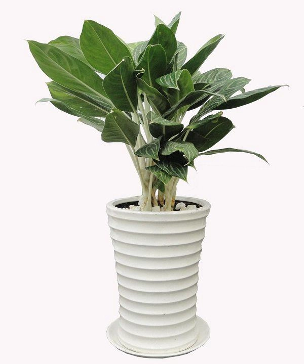 5 loại cây ngửi mùi tiền đặt ở đâu tài lộc ào ào đổ về đấy - 3