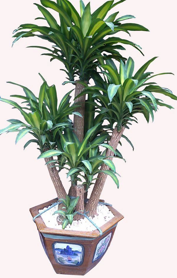5 loại cây ngửi mùi tiền đặt ở đâu tài lộc ào ào đổ về đấy - 4