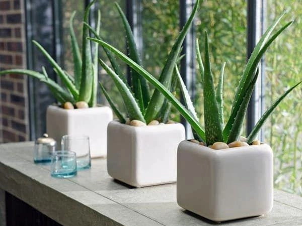 5 sai lầm khi trồng cây trong nhà khiến cây chết rũ người héo mòn ốm yếu - 1