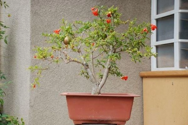 5 sai lầm khi trồng cây trong nhà khiến cây chết rũ người héo mòn ốm yếu - 2