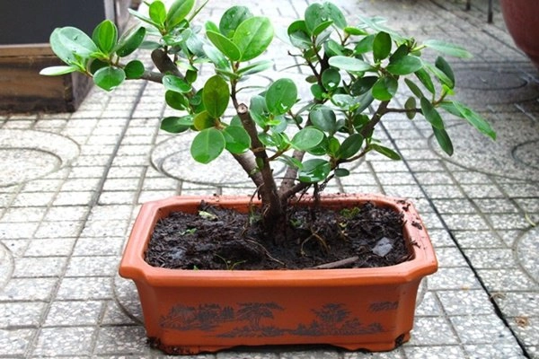 6 loại cây cản lộc - đuổi tài rước vào nhà đừng hỏi sao làm mãi không giàu - 1