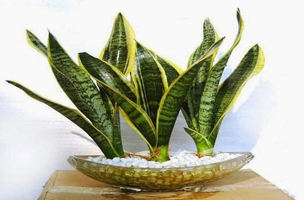6 loại cây cản lộc - đuổi tài rước vào nhà đừng hỏi sao làm mãi không giàu - 3