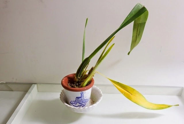6 loại cây cản lộc - đuổi tài rước vào nhà đừng hỏi sao làm mãi không giàu - 4
