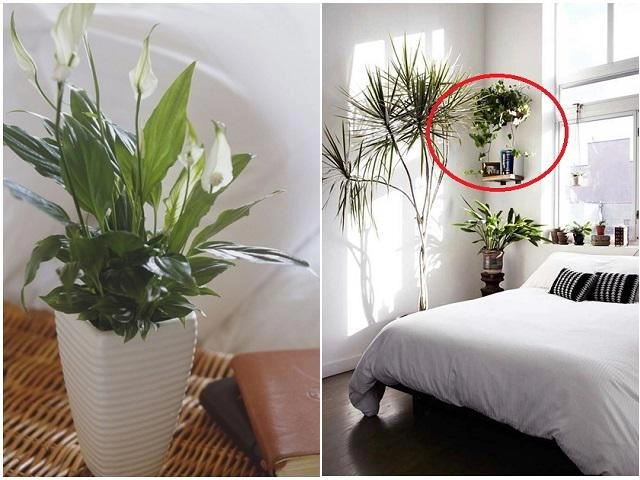 6 loại cây cản lộc - đuổi tài rước vào nhà đừng hỏi sao làm mãi không giàu - 5