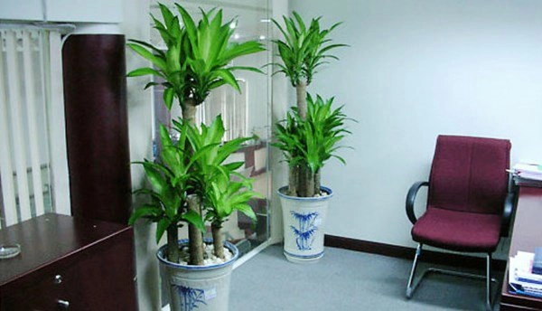 6 loại cây vừa hút kiệt bức xạ lại đại phú đại quý đặt đâu tiền chảy ngay về đó - 1