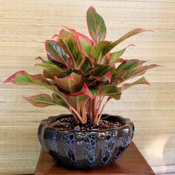 6 loại cây vừa hút kiệt bức xạ lại đại phú đại quý đặt đâu tiền chảy ngay về đó - 3