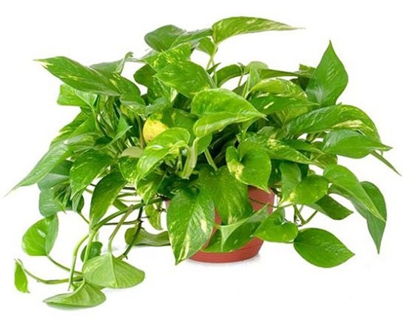 7 loại cây cảnh hút kiệt bức xạ máy tính dân văn phòng chưa có phải mua ngay - 2