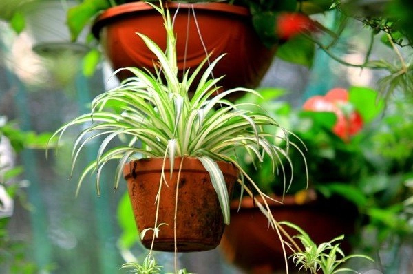 7 loại cây cảnh hút kiệt bức xạ máy tính dân văn phòng chưa có phải mua ngay - 4