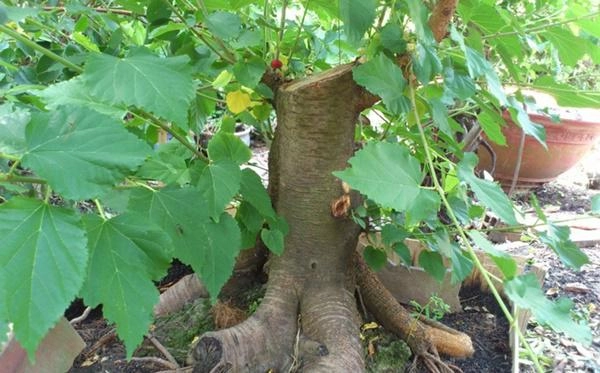 7 loại cây xui xẻo tuyệt đối không trồng trong vườn nhà kẻo dính âm khí - 1