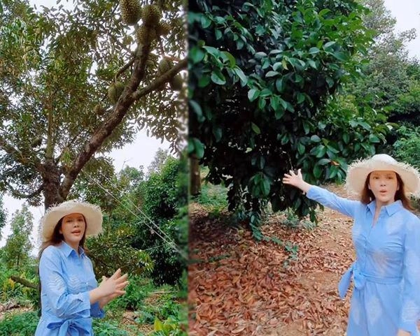 Biệt thự dát vàng chưa đủ lý nhã kỳ chơi lớn mua cả quả đồi trồng bạt ngàn sầu riêng - 2
