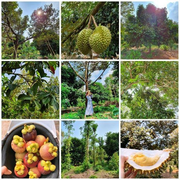 Biệt thự dát vàng chưa đủ lý nhã kỳ chơi lớn mua cả quả đồi trồng bạt ngàn sầu riêng - 3