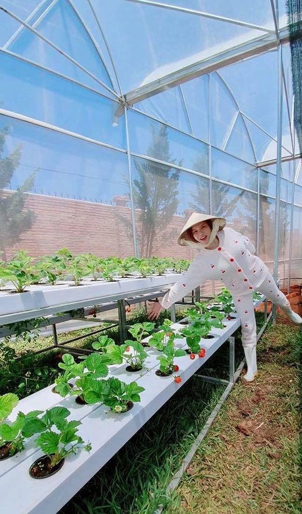 Biệt thự dát vàng chưa đủ lý nhã kỳ chơi lớn mua cả quả đồi trồng bạt ngàn sầu riêng - 5