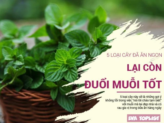 Bỏ ngay thói quen dùng dép đập gián nếu không muốn hại chết cả gia đình - 5