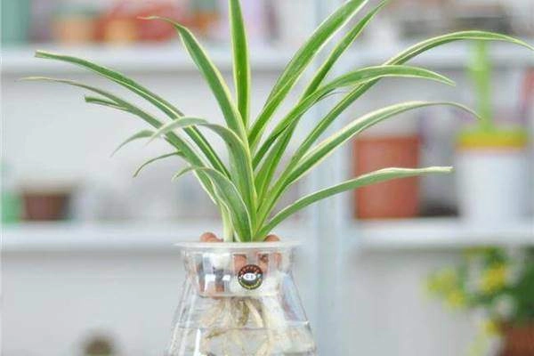 Các loại cây thủy để bàn hút tài lộc đặt đâu tiền chảy ào ào về đó - 5