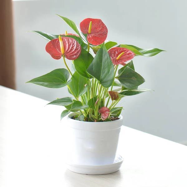 Cách trồng cây hồng môn cho hoa rực rỡ mang may mắn thịnh vượng cho gia chủ - 1