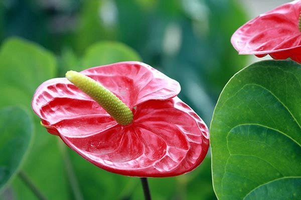 Cách trồng cây hồng môn cho hoa rực rỡ mang may mắn thịnh vượng cho gia chủ - 2