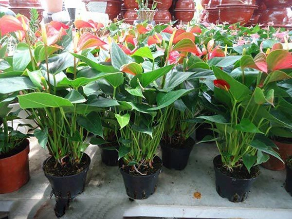 Cách trồng cây hồng môn cho hoa rực rỡ mang may mắn thịnh vượng cho gia chủ - 4