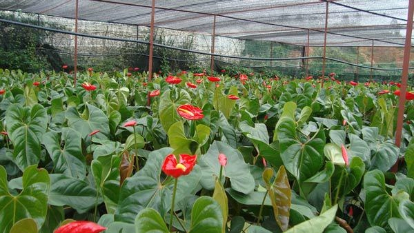 Cách trồng cây hồng môn cho hoa rực rỡ mang may mắn thịnh vượng cho gia chủ - 6