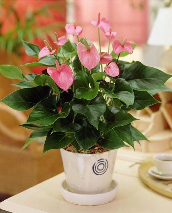 Cách trồng cây hồng môn cho hoa rực rỡ mang may mắn thịnh vượng cho gia chủ - 8