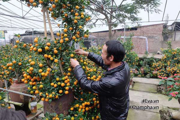 Cách trồng quất cảnh hậu chơi tết năm sau quả ra đúng vụ sai lúc lỉu như đi mua - 3