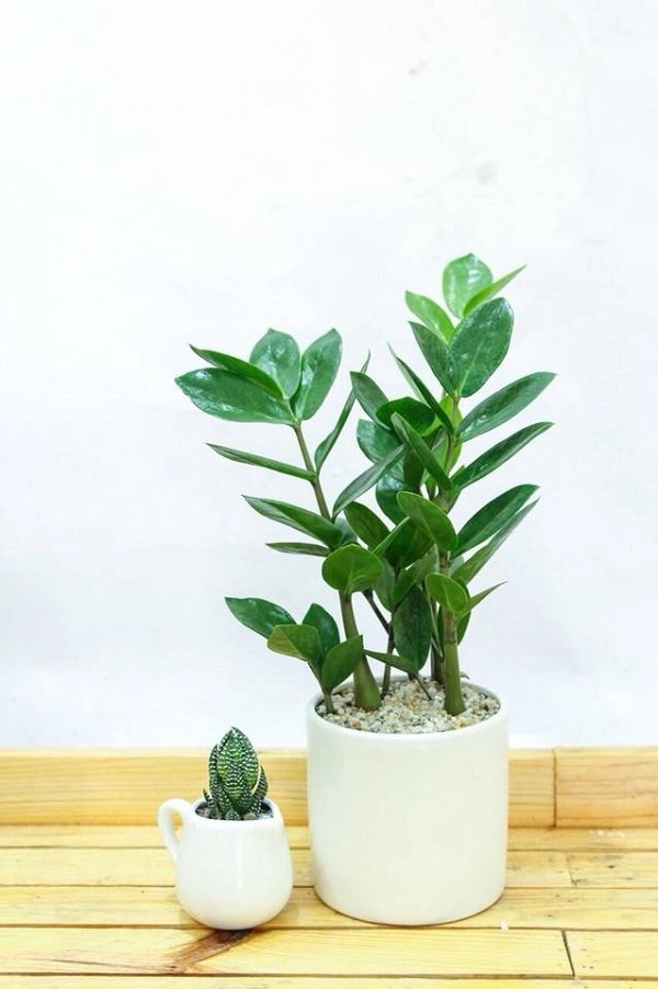 Cây kim tiền hợp tuổi gì người nào nên trồng cây kim tiền để gặp vận may quanh năm - 1