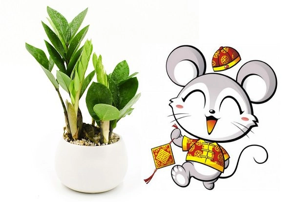 Cây kim tiền hợp tuổi gì người nào nên trồng cây kim tiền để gặp vận may quanh năm - 2
