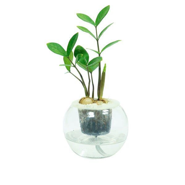 Cây kim tiền hợp tuổi gì người nào nên trồng cây kim tiền để gặp vận may quanh năm - 4