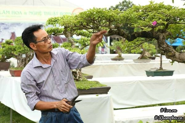 Chiêm ngưỡng những cây bonsai tiền tỷ độc nhất vô nhị ở hà nội - 2