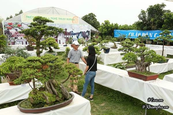 Chiêm ngưỡng những cây bonsai tiền tỷ độc nhất vô nhị ở hà nội - 3