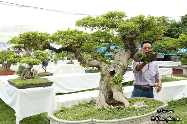 Chiêm ngưỡng những cây bonsai tiền tỷ độc nhất vô nhị ở hà nội - 4