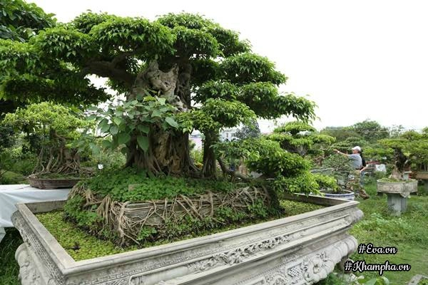 Chiêm ngưỡng những cây bonsai tiền tỷ độc nhất vô nhị ở hà nội - 5