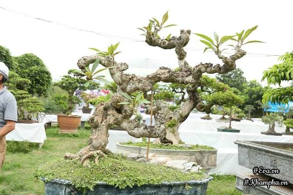 Chiêm ngưỡng những cây bonsai tiền tỷ độc nhất vô nhị ở hà nội - 6