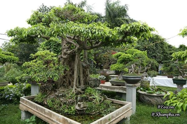 Chiêm ngưỡng những cây bonsai tiền tỷ độc nhất vô nhị ở hà nội - 7