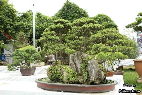 Chiêm ngưỡng những cây bonsai tiền tỷ độc nhất vô nhị ở hà nội - 8