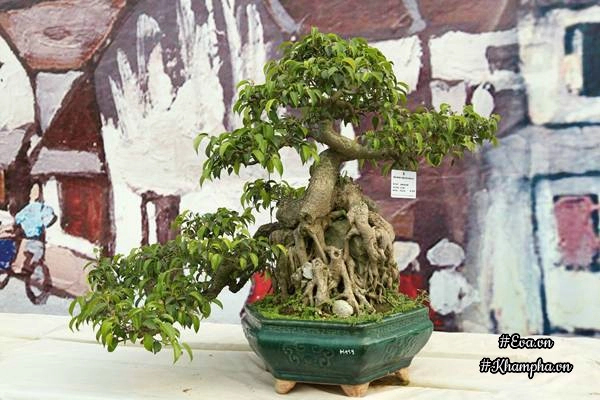 Chiêm ngưỡng những cây bonsai tiền tỷ độc nhất vô nhị ở hà nội - 9