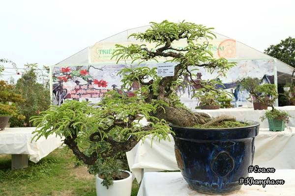 Chiêm ngưỡng những cây bonsai tiền tỷ độc nhất vô nhị ở hà nội - 10