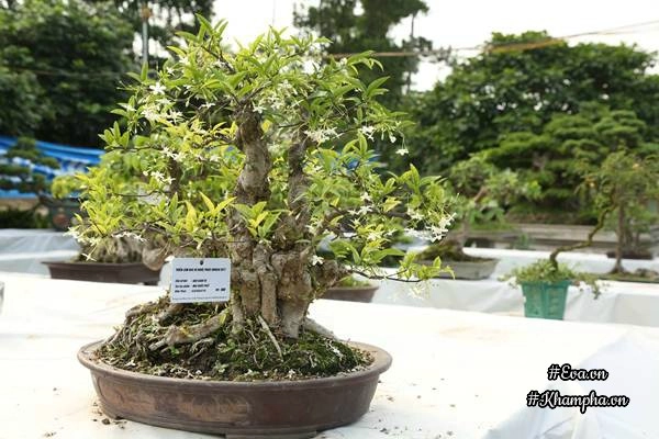 Chiêm ngưỡng những cây bonsai tiền tỷ độc nhất vô nhị ở hà nội - 11