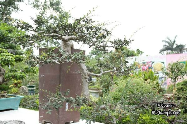 Chiêm ngưỡng những cây bonsai tiền tỷ độc nhất vô nhị ở hà nội - 12