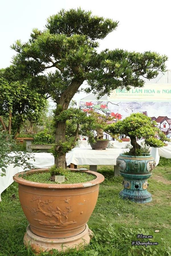 Chiêm ngưỡng những cây bonsai tiền tỷ độc nhất vô nhị ở hà nội - 13