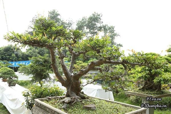 Chiêm ngưỡng những cây bonsai tiền tỷ độc nhất vô nhị ở hà nội - 14