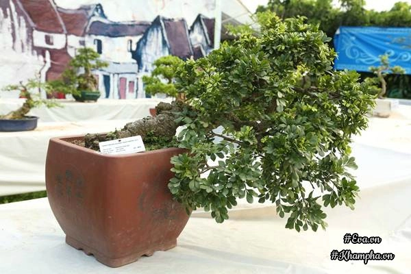 Chiêm ngưỡng những cây bonsai tiền tỷ độc nhất vô nhị ở hà nội - 15